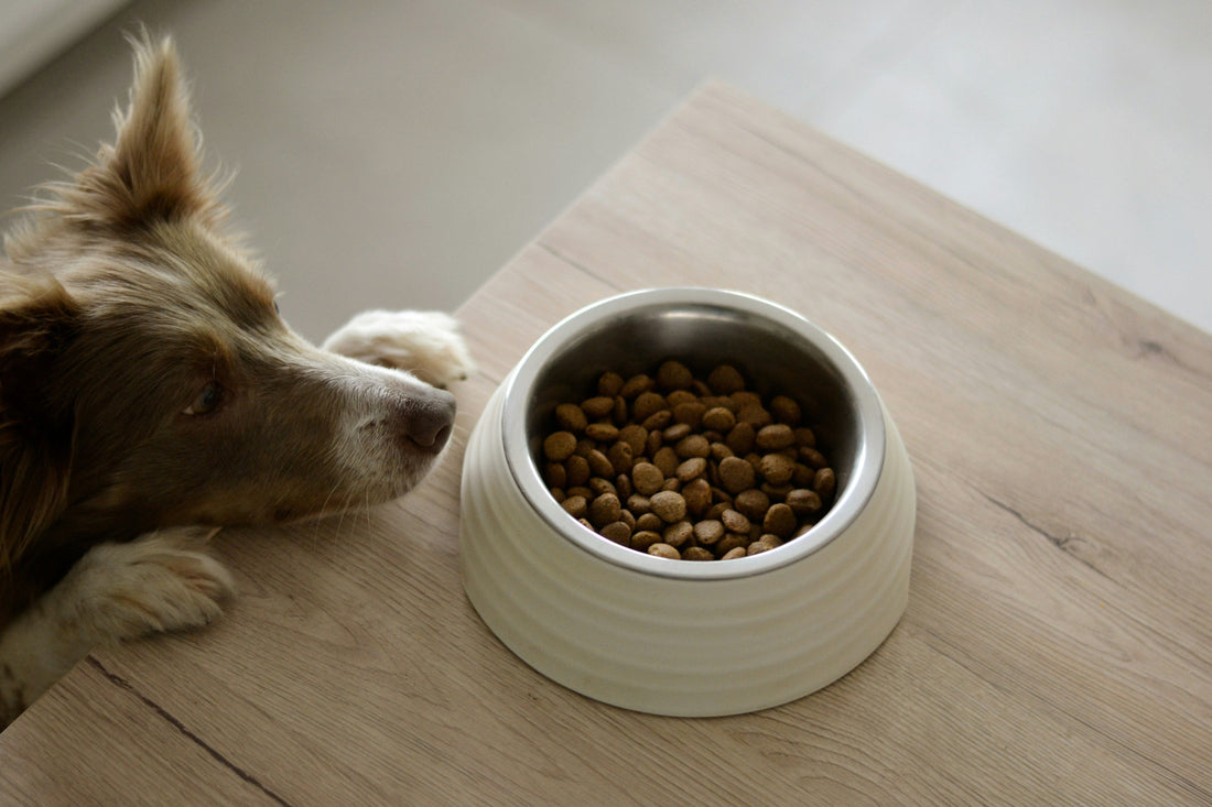 Fresh-Sealed Daily: Why Your Dog's Kibble Loses Nutrients (And How to Fix It)