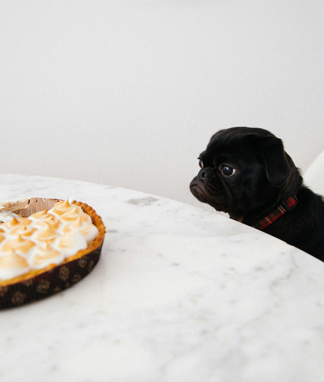 Essentials for Keeping Your Dog’s Diet Healthy