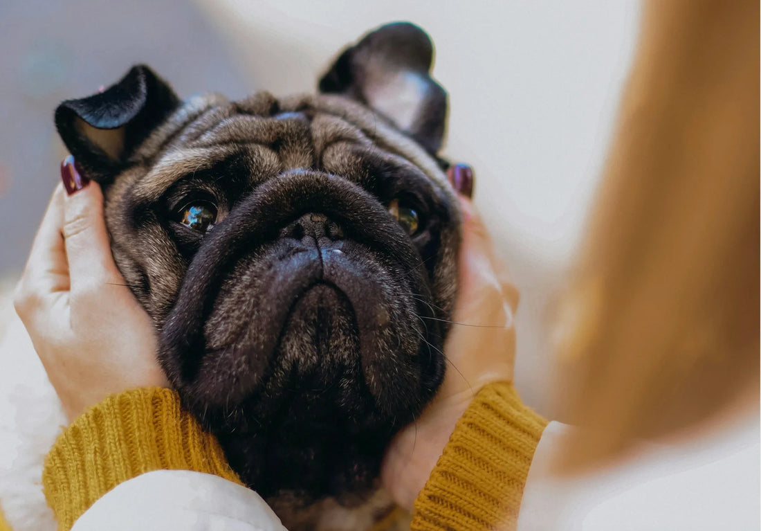 Microbiome: The Link Between Gut Health and Your Dog’s Mood