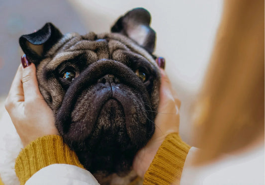 Microbiome: The Link Between Gut Health and Your Dog’s Mood