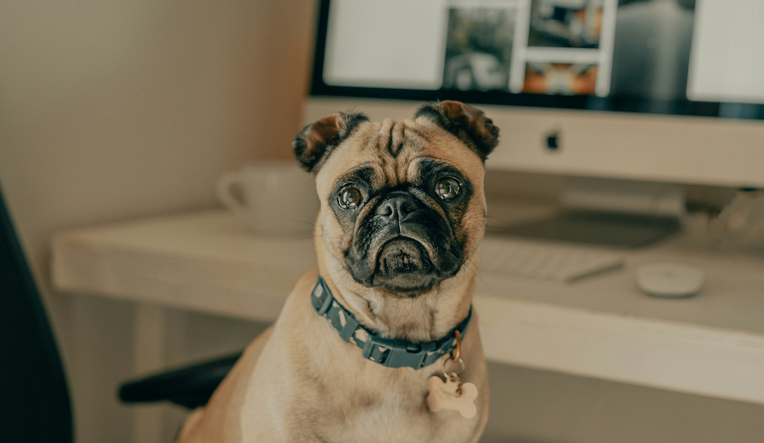 When Life Gets Hectic: Easy Strategies to Keep Your Pet Healthy and Happy