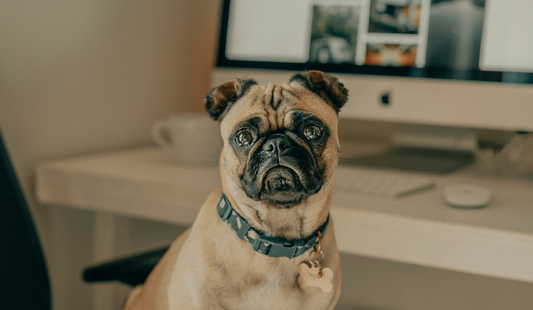 When Life Gets Hectic: Easy Strategies to Keep Your Pet Healthy and Happy