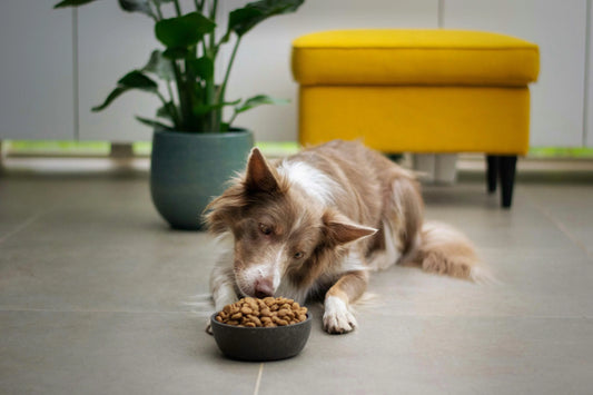 Grains in your dog food: friend or foe?