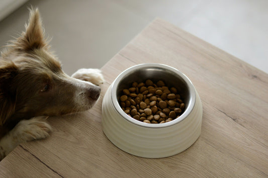 Fresh Sealed Daily: Why Your Dog's Kibble Loses Nutrients (And How to Fix It)