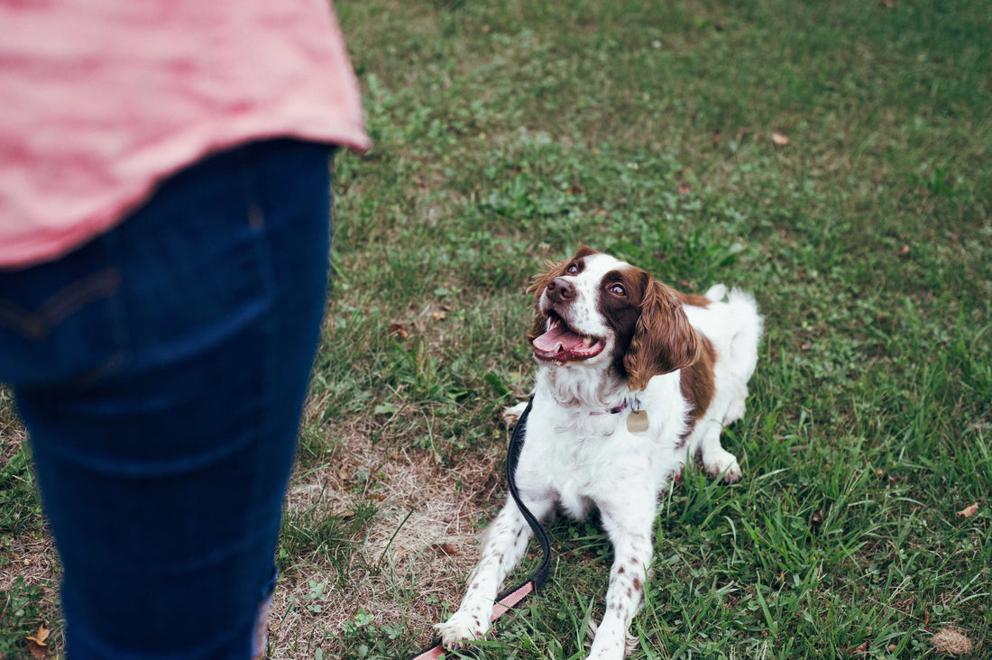Essentials for Dog Training Success