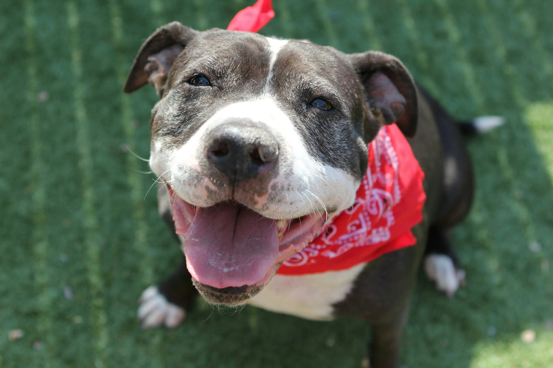 What Your Dog's Poop is Trying to Tell You