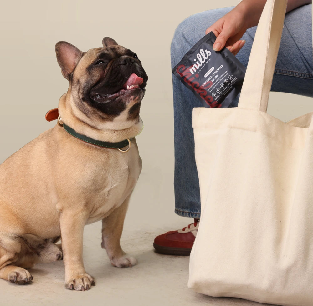 Travel-Friendly Daily Packs for Busy Lives 